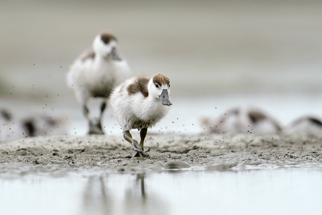 Bergeendjes