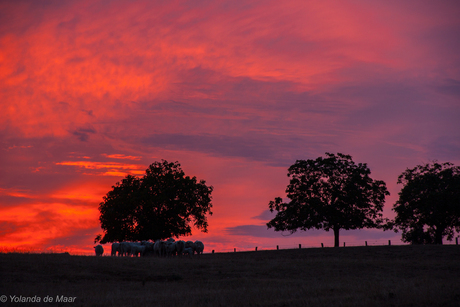 Koeien in avondrood