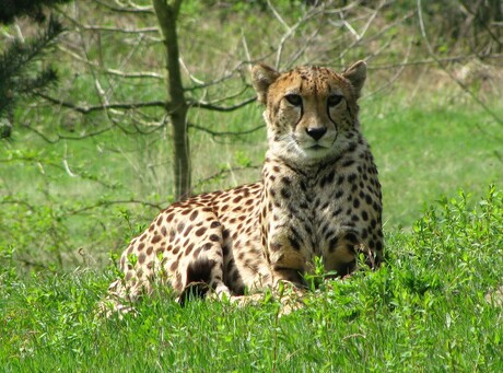 Cheeta