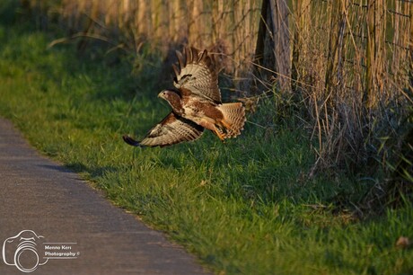 opvliegende buizerd