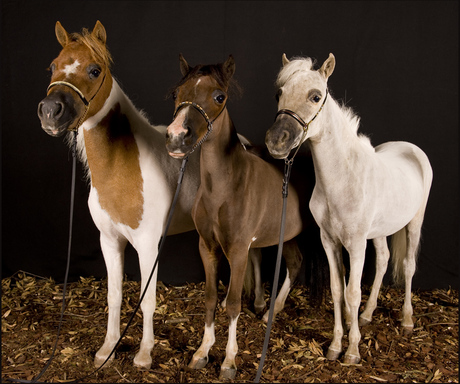 Mini horses in de studio