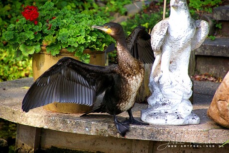 Aalscholver poseert