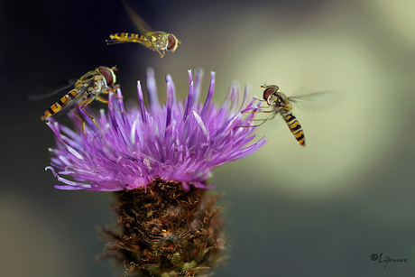 Hoverflies