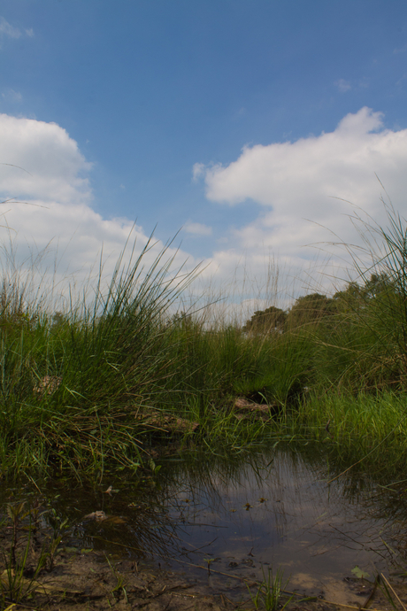 Weerspiegeling