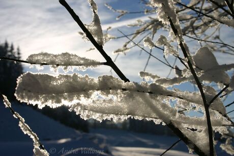 Winter Wonderland