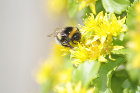 hommel