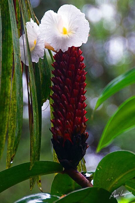 Amazone bloem