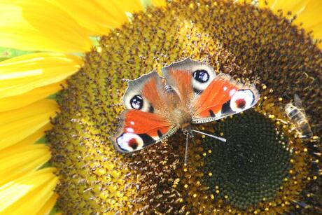 zonnebloem met bij en vlinder