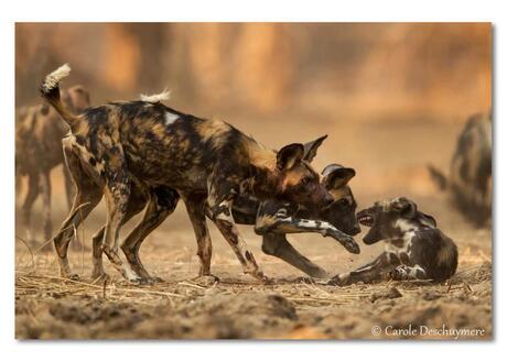 playing wild dogs