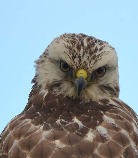 Buizerd 2