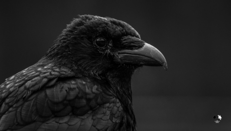 black crow