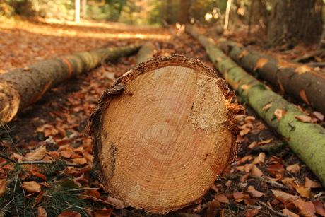 Herfstkringen