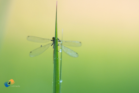 Libelle in firs ochtendlicht