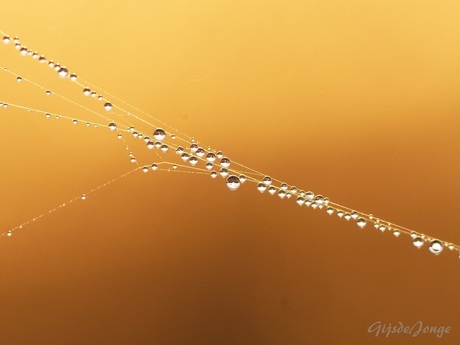 Pearls caught in a web of gold