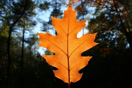 Herfstblad tegen de zon in