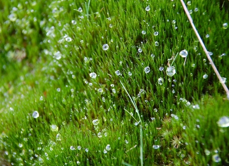 Waterdruppels op mos