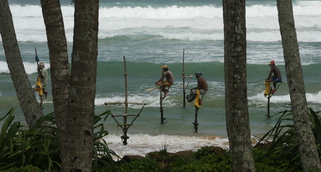 Paalvissers ( Sri Lanka )