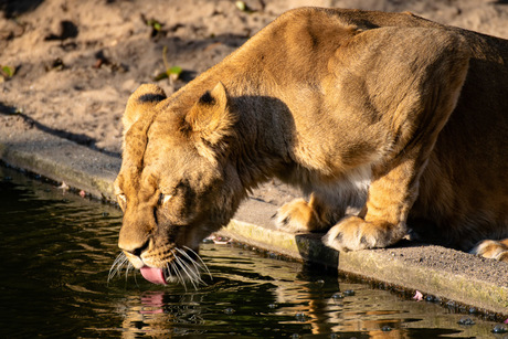 Drinkende leeuwin