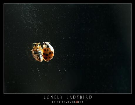 HB Lonely Ladybird