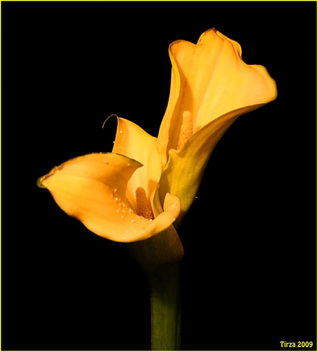 Calla