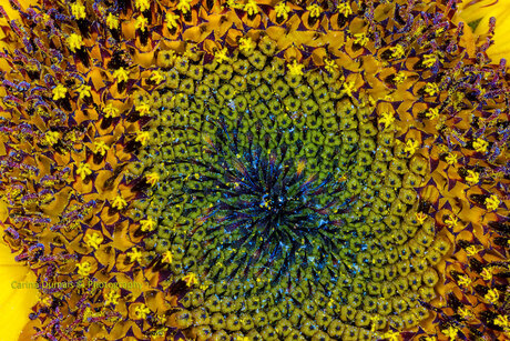 it's the art of a sunflower.