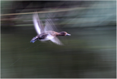 Kuifeend op de vlucht.....................