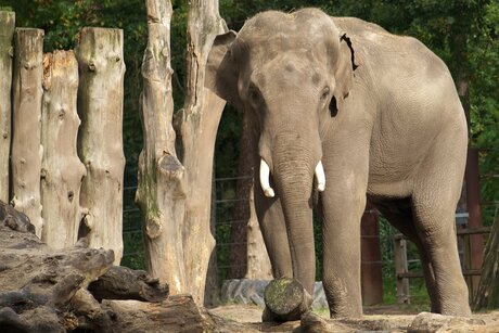 Bomen - olifant