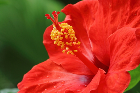 Hibiscus