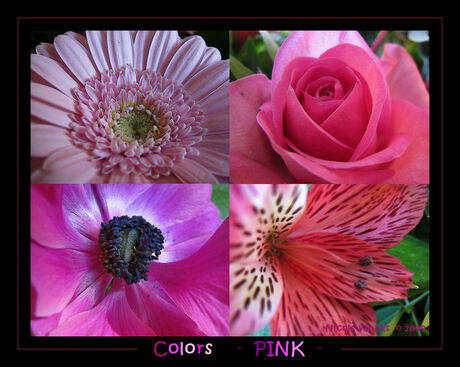 Colors - PINK -