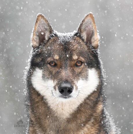 Vidar in de sneeuw