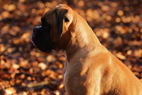 Boxer in ochtendzon