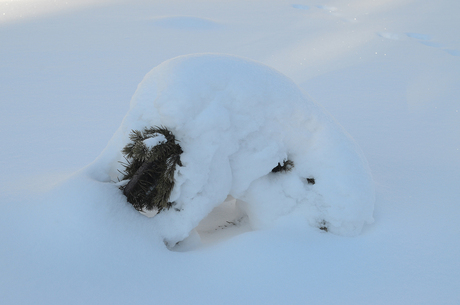 Ingesneeuwde hond