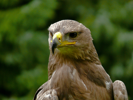 buizerd