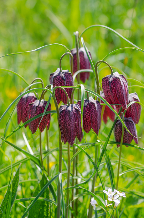 Kievitsbloemen