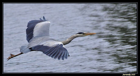 blauwe reiger in de vlucht