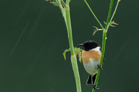 In de regen