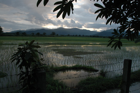 Rijstveld Thailand