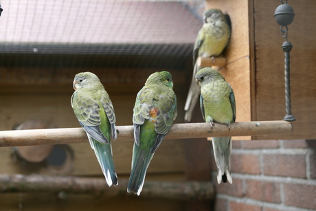 3 kleine vogeltjes die zaten op een .....