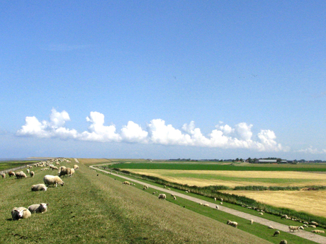 Waddendijk met schapen