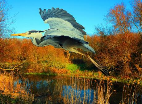 Reiger in de avondzon