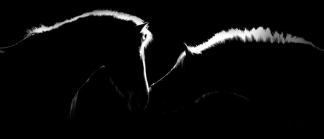 Paarden bij avondlicht