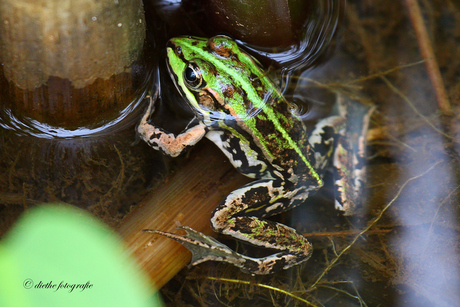 Groene jongen.