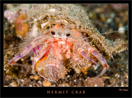 Hermit Crab