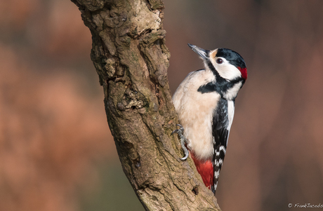 Grote bonte specht