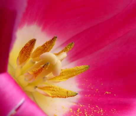 macro tulp