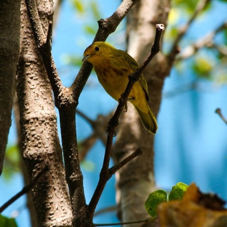 Vogel op tak