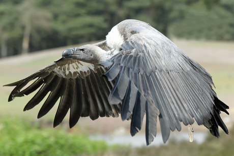 Roofvogelshow 2