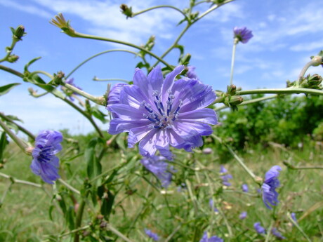 Zeer mooie bloem