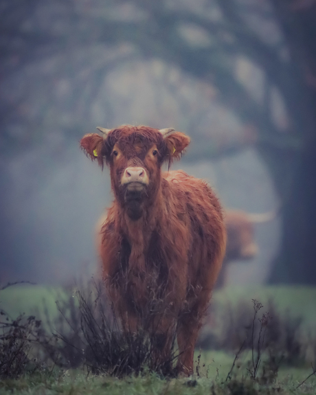 Een mistige ochtend in Brabant