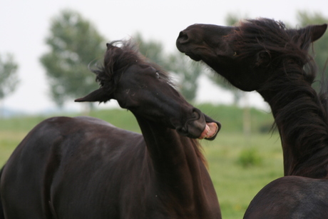 crazy horses